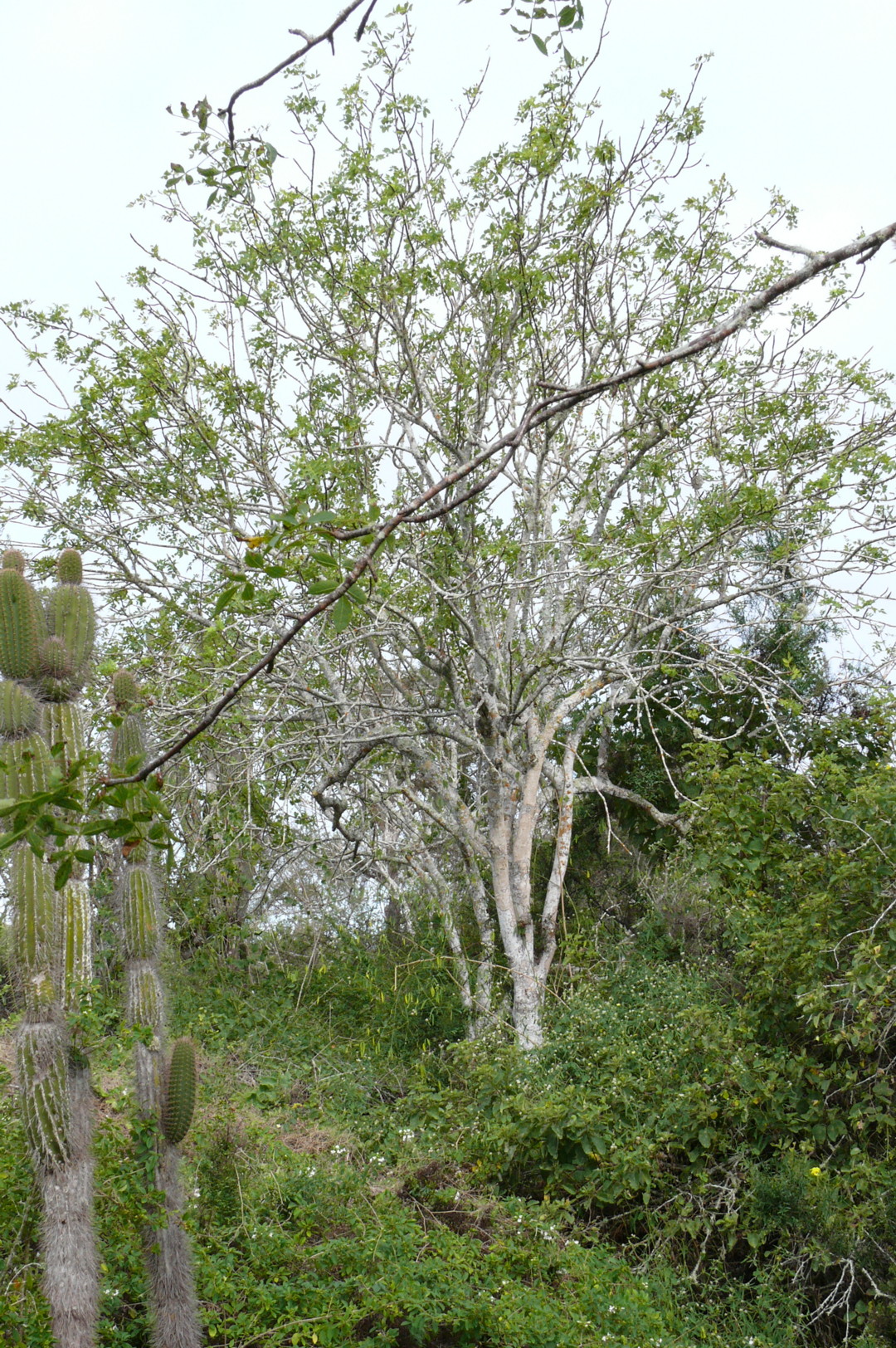 PALO SANTO: L'ALBERO “MAGICO”