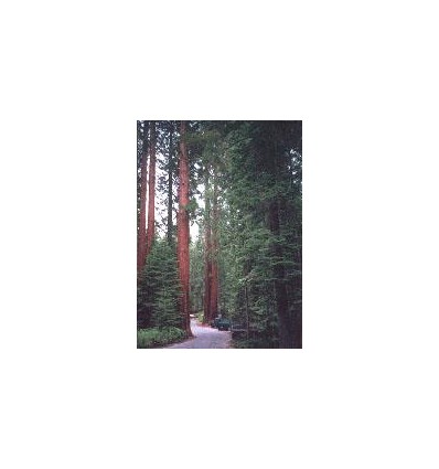 Macerato MSA di Sequoia gigantea 50 ml