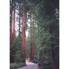 Macerato MSA di Sequoia gigantea 50 ml