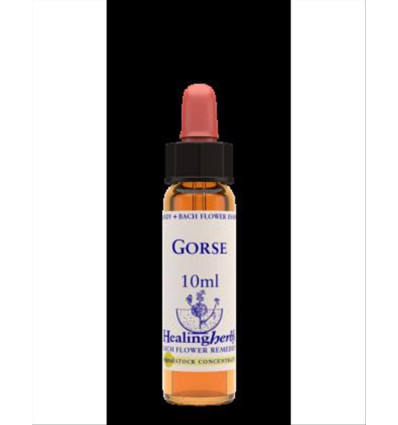 Gorse 13, 10 ml