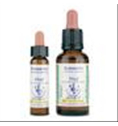 Pine 24, 10 ml